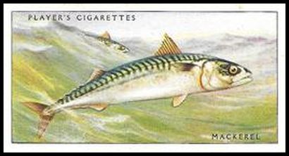 32 Mackerel